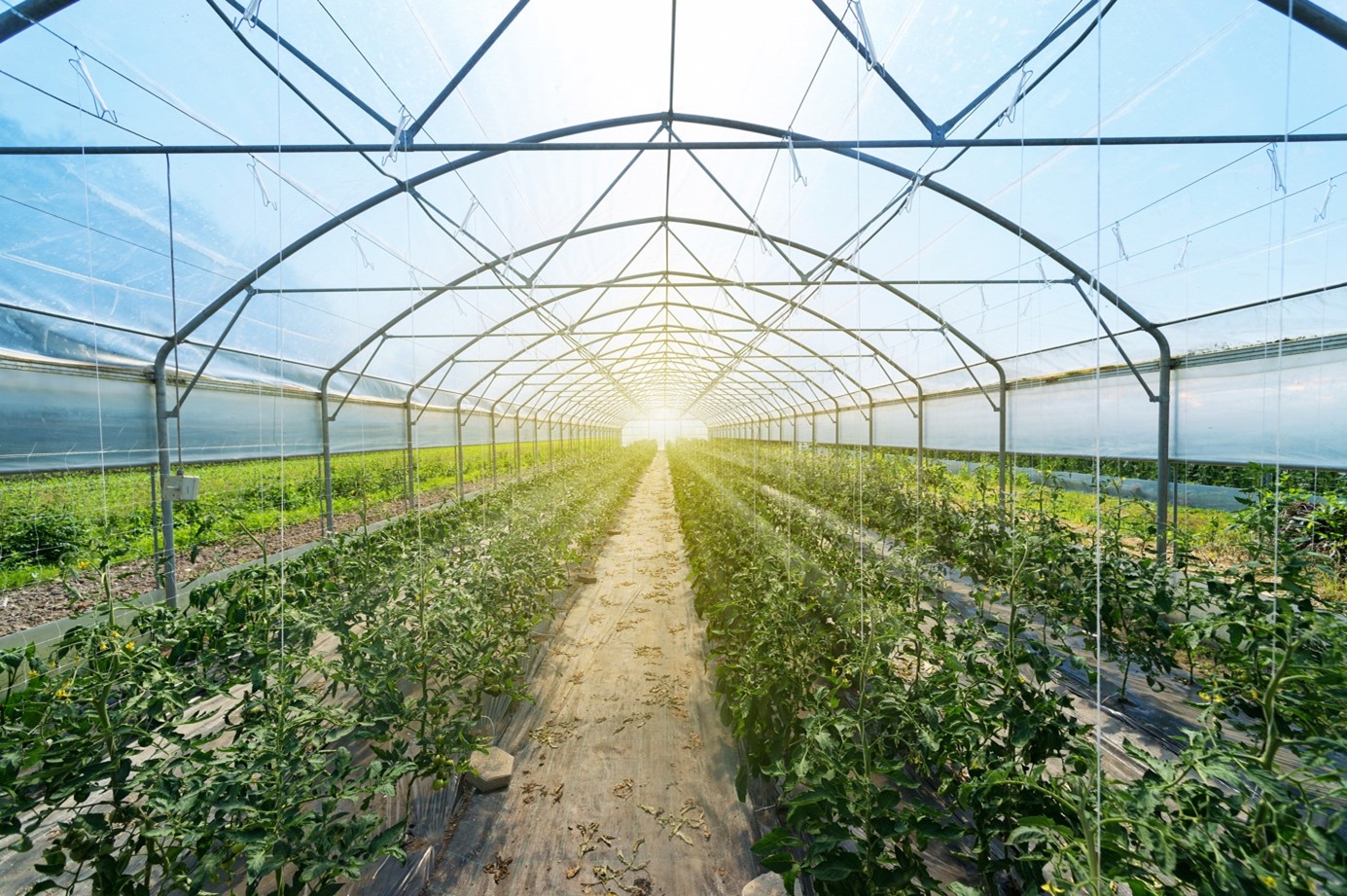 Glastuinbouw breidt groene CO2-voorziening uit voor duurzame teelt